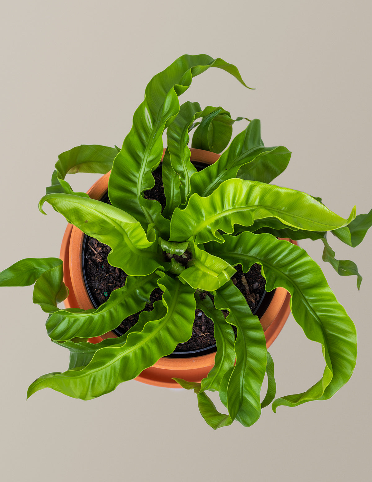 Fern Friends Duo