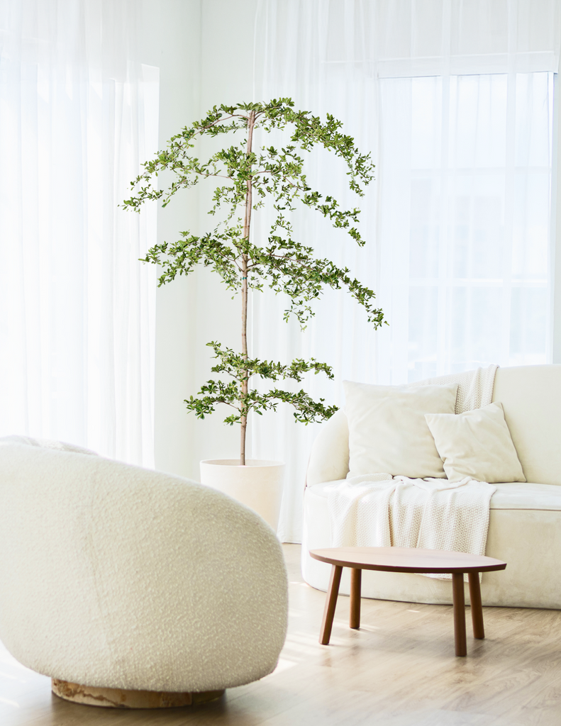 How to care for a Black Olive Tree