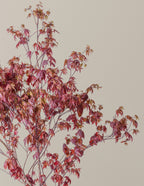 Bloodgood Japanese Maple