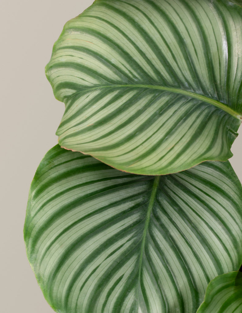 How to care for a Calathea Orbifolia