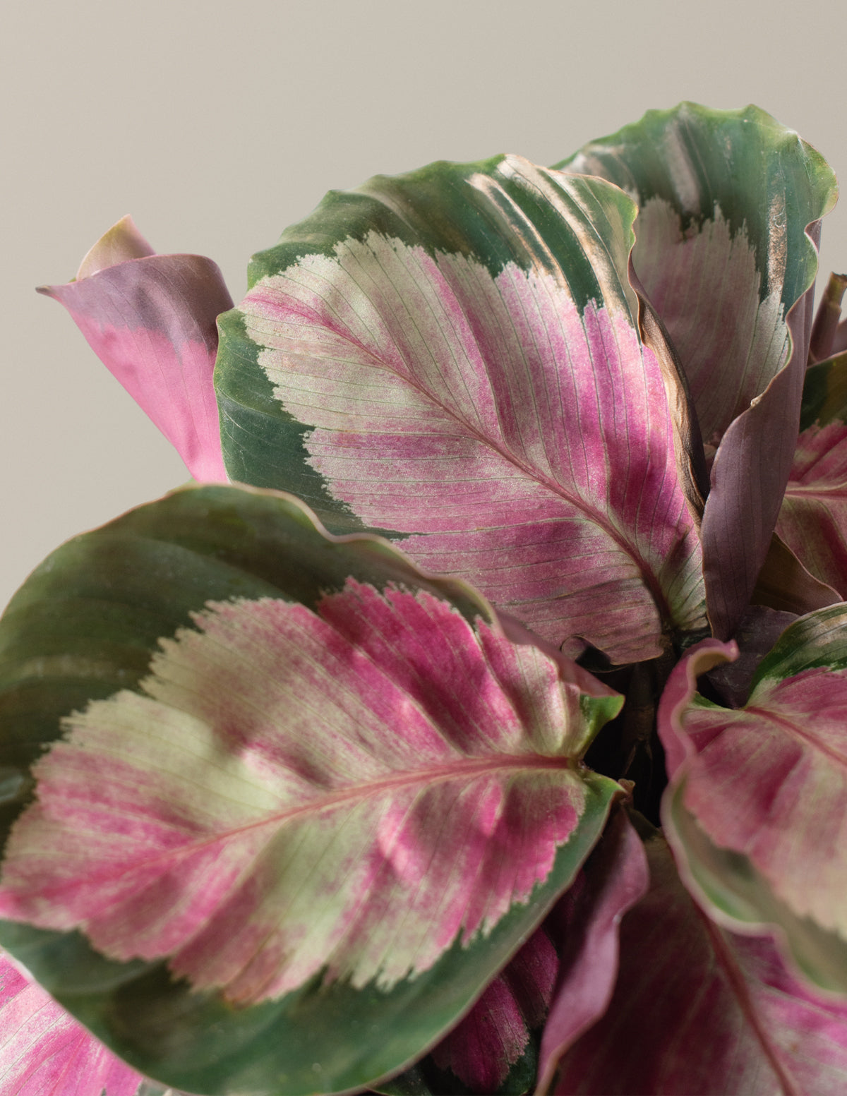 files/the-sill_Calathea-Rosy_Gallery_167cd6be-0c75-471d-932f-dd72c948c931.jpg