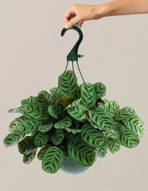 How to care for a Calathea Burle Marx