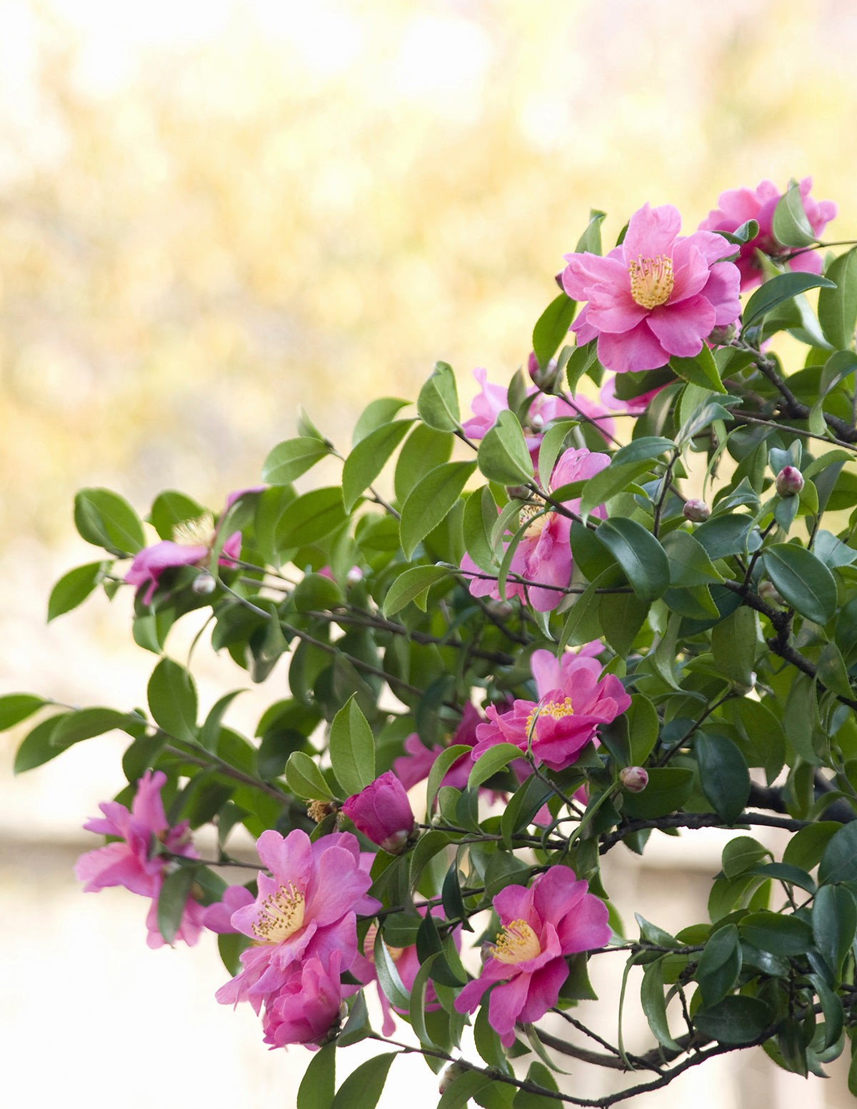 Just Chill® Double Mauve Camellia