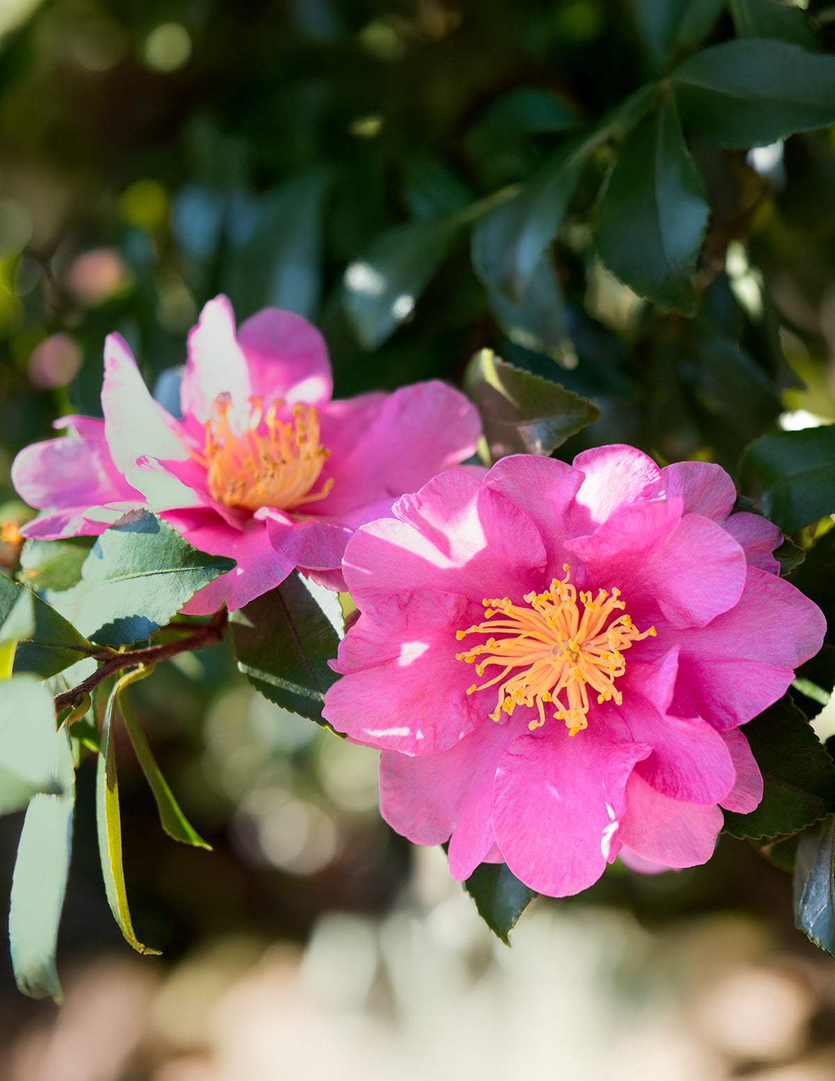 Just Chill® Double Mauve Camellia