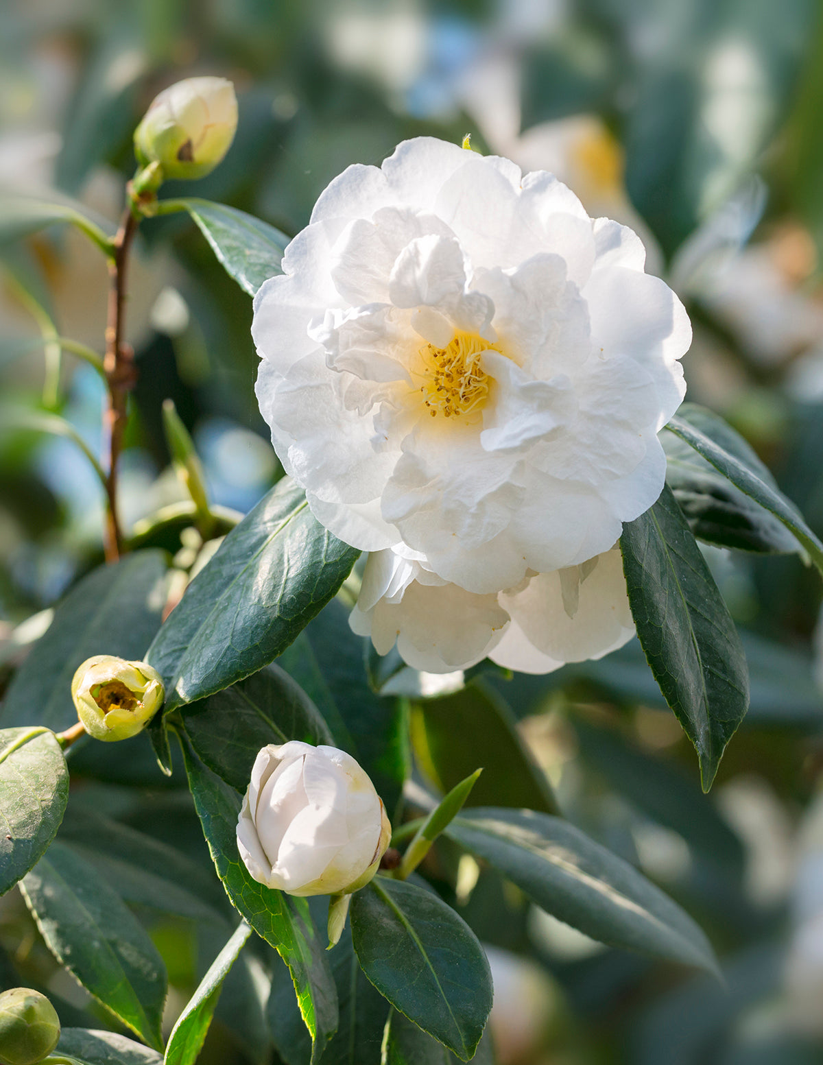 Just Chill® Double White Camellia