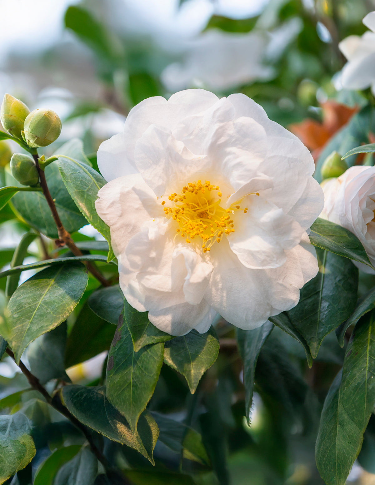 Just Chill® Double White Camellia