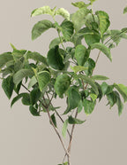 Cherokee Princess® Dogwood Tree