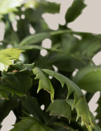 Seasonal Cactus Hanging Basket