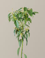 Cold Hardy Avocado Tree