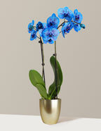 Cosmic Ocean Kaleidoscope Orchid