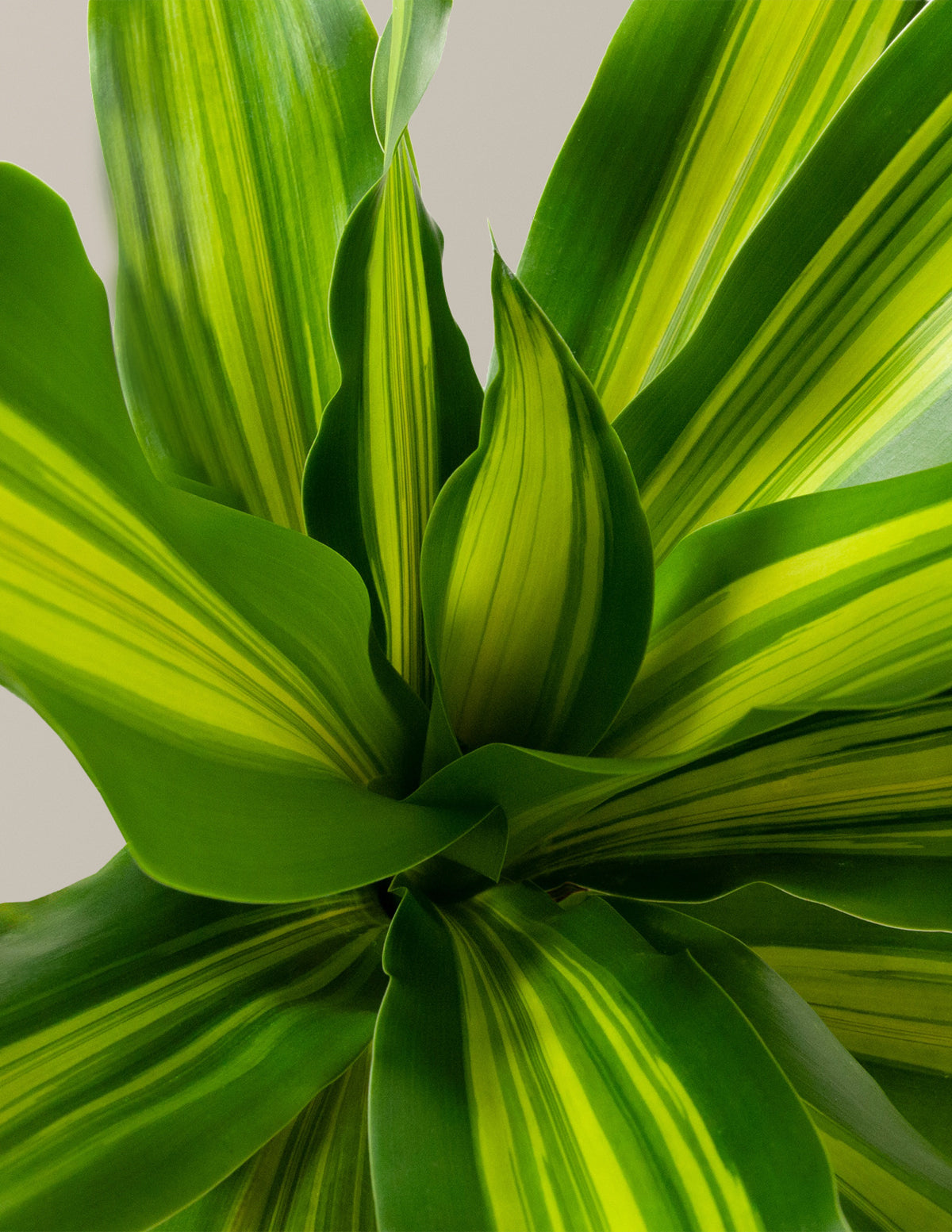 files/the-sill_Dracaena-giganta_Gallery.jpg