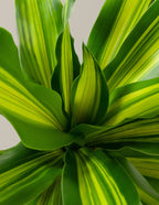 Dracaena Giganta