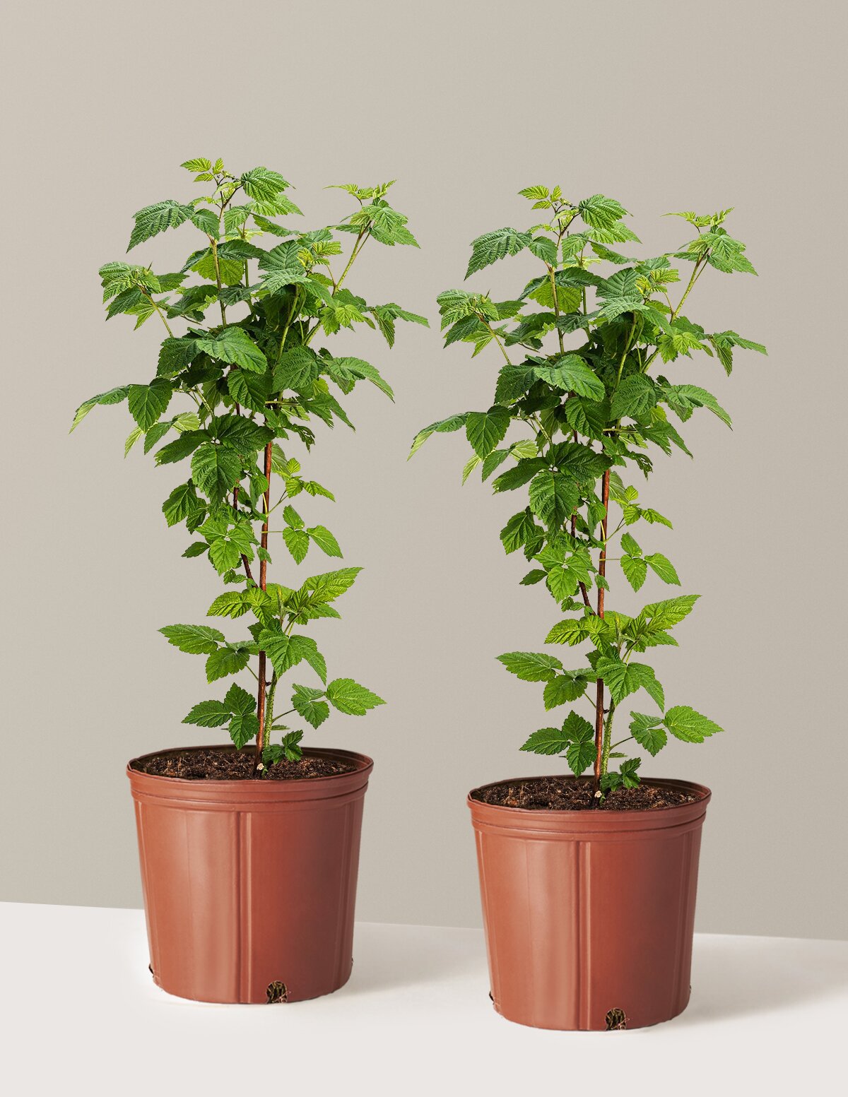 Nova Red Raspberry Plant