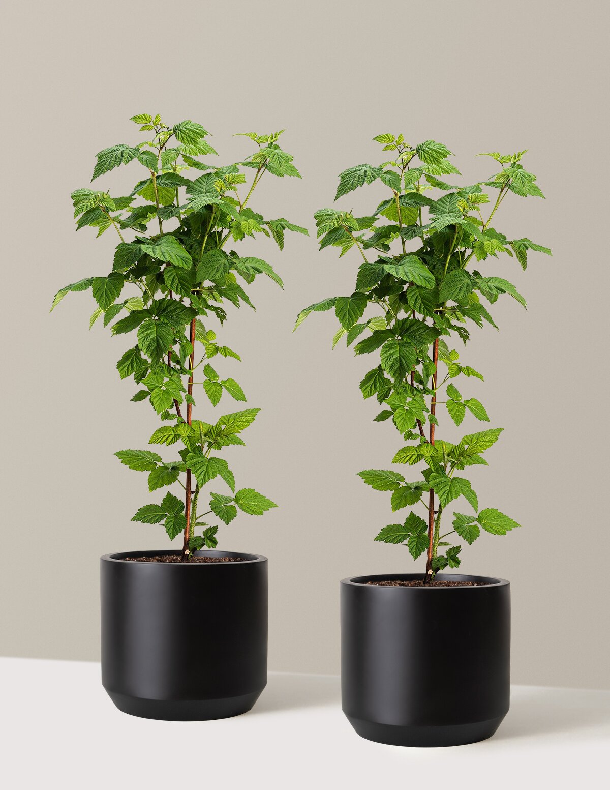 Nova Red Raspberry Plant