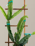 Edgar's Baby Dragon Fruit