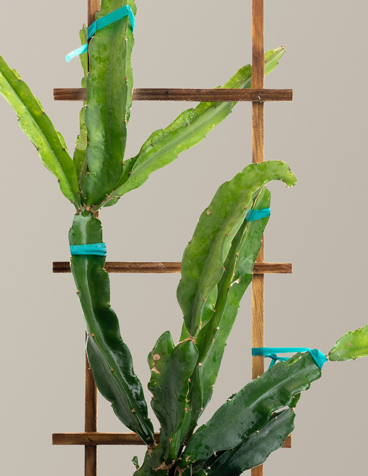 Edgar's Baby Dragon Fruit