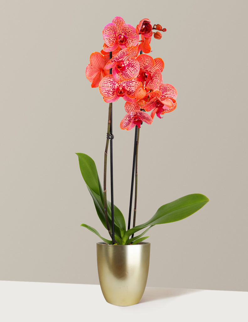 How to care for a Electric Tangerine Kaleidoscope Orchid