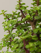 Elephant Bush Bonsai