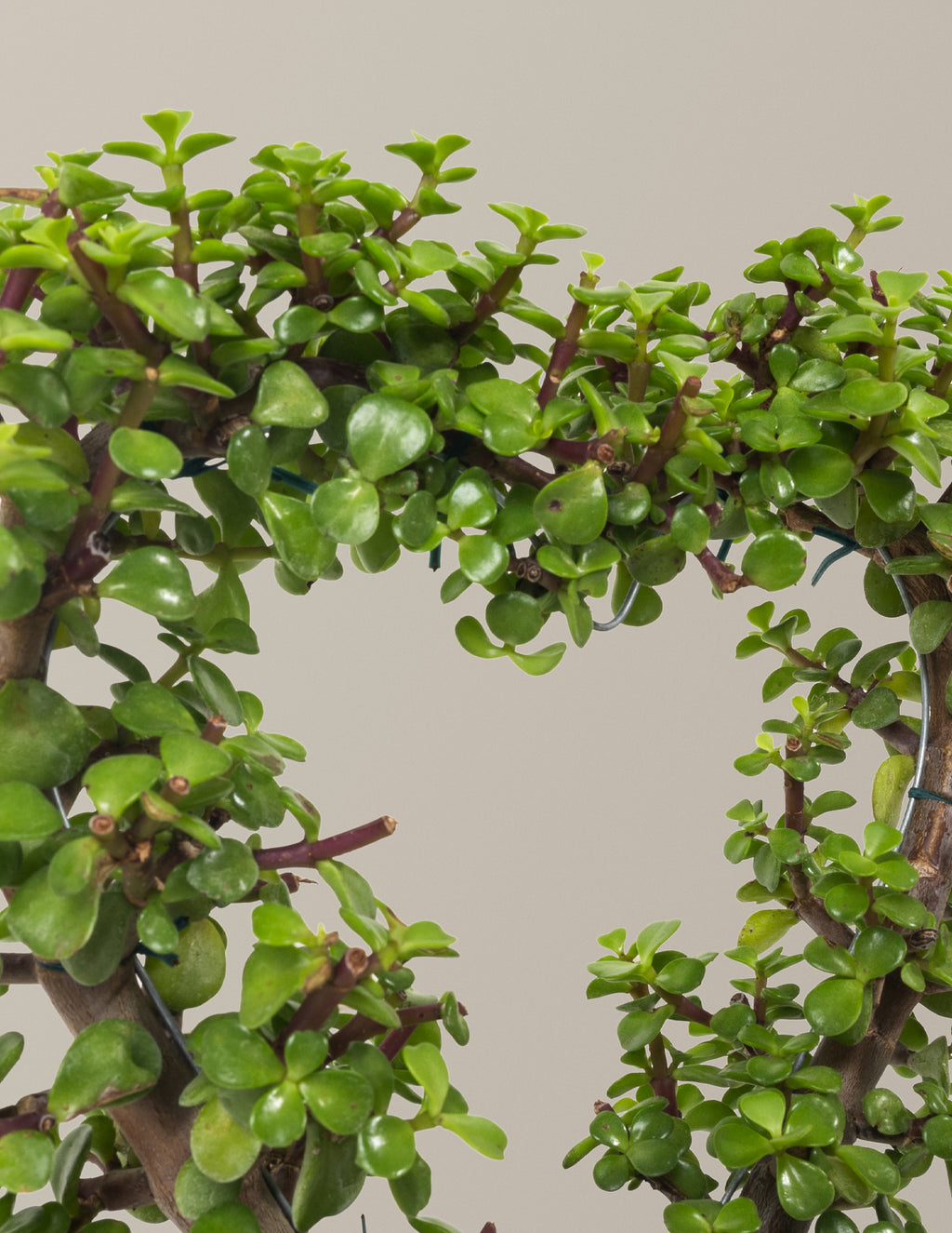 Elephant Bush Heart Bonsai