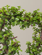 Elephant Bush Heart Bonsai