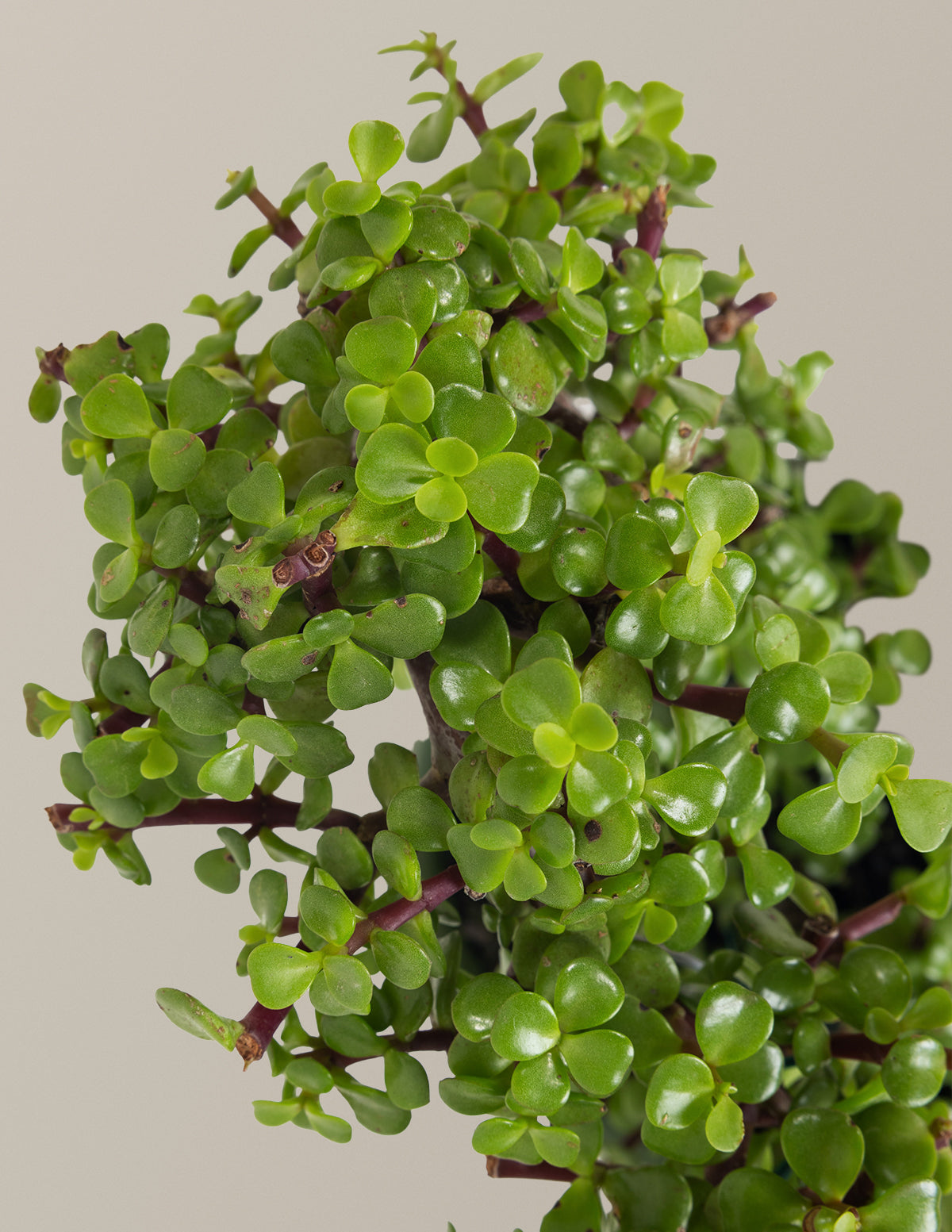 Elephant Bush Heart Bonsai