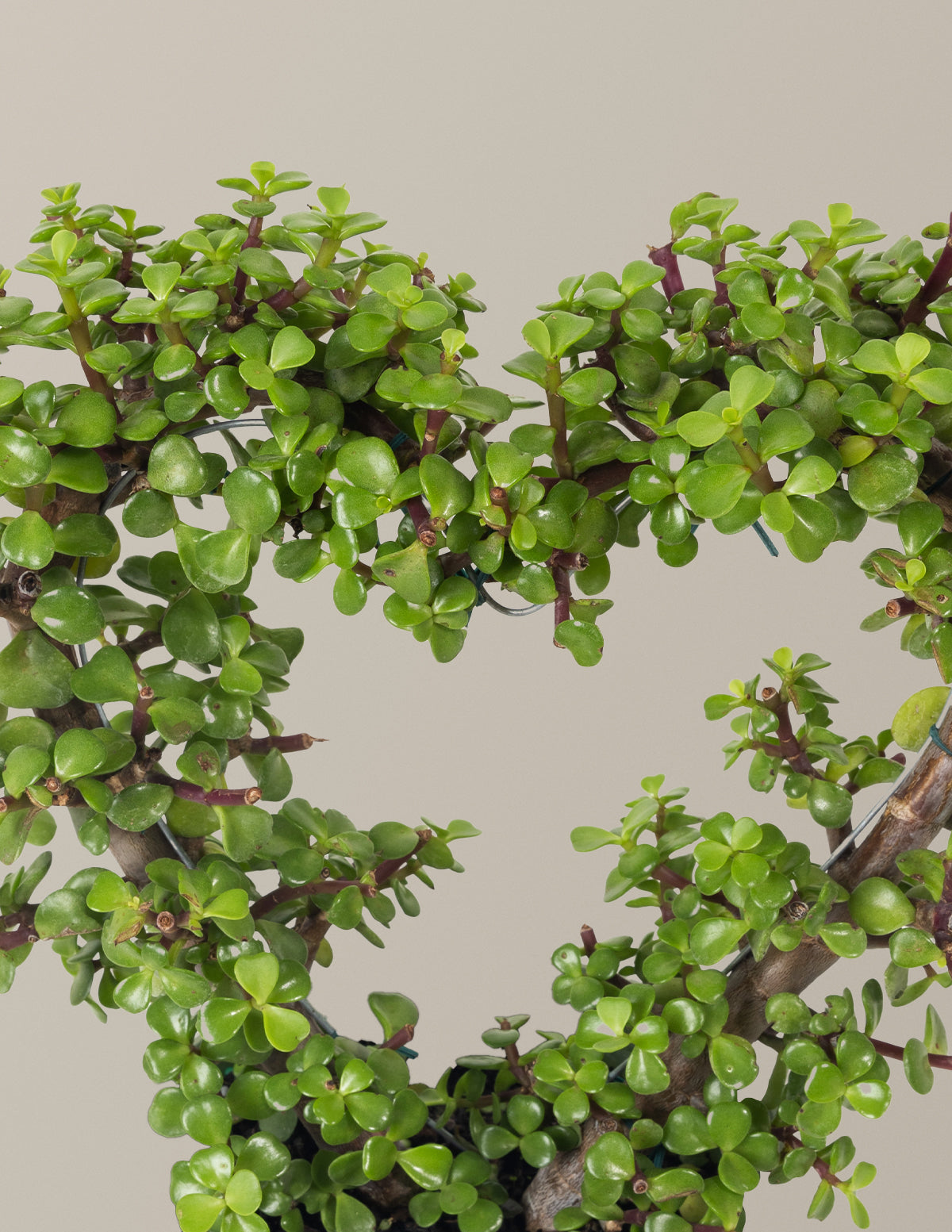 Elephant Bush Heart Bonsai