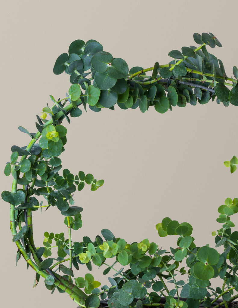 How to care for a Eucalyptus