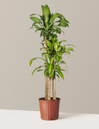 Dracaena Mass Cane