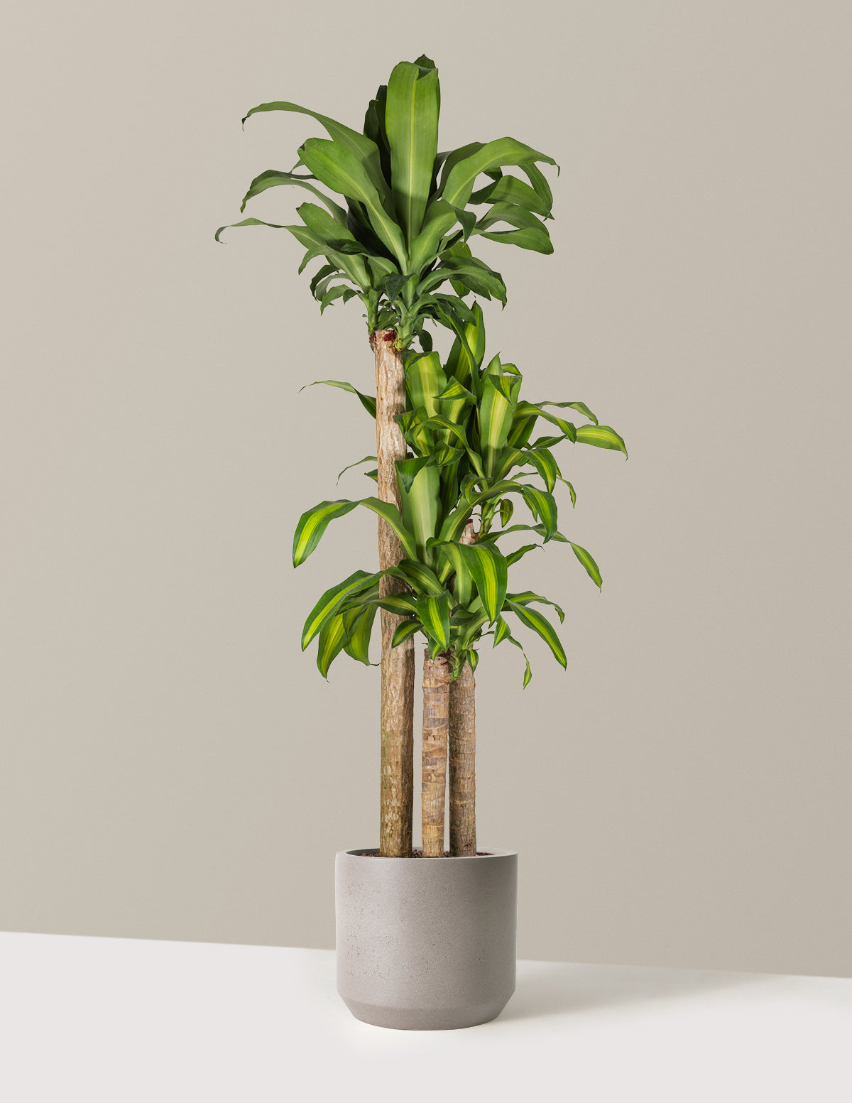 Dracaena Mass Cane