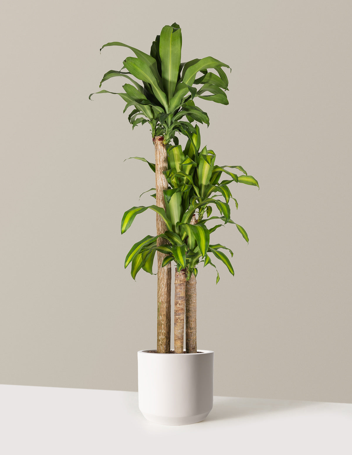 files/the-sill_Extra-Large-Mass-Cane_Extra-Large_Mexia_Cream_Variant.jpg