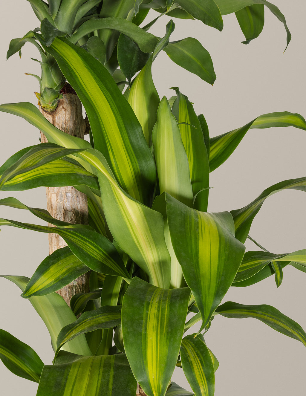 Dracaena Mass Cane
