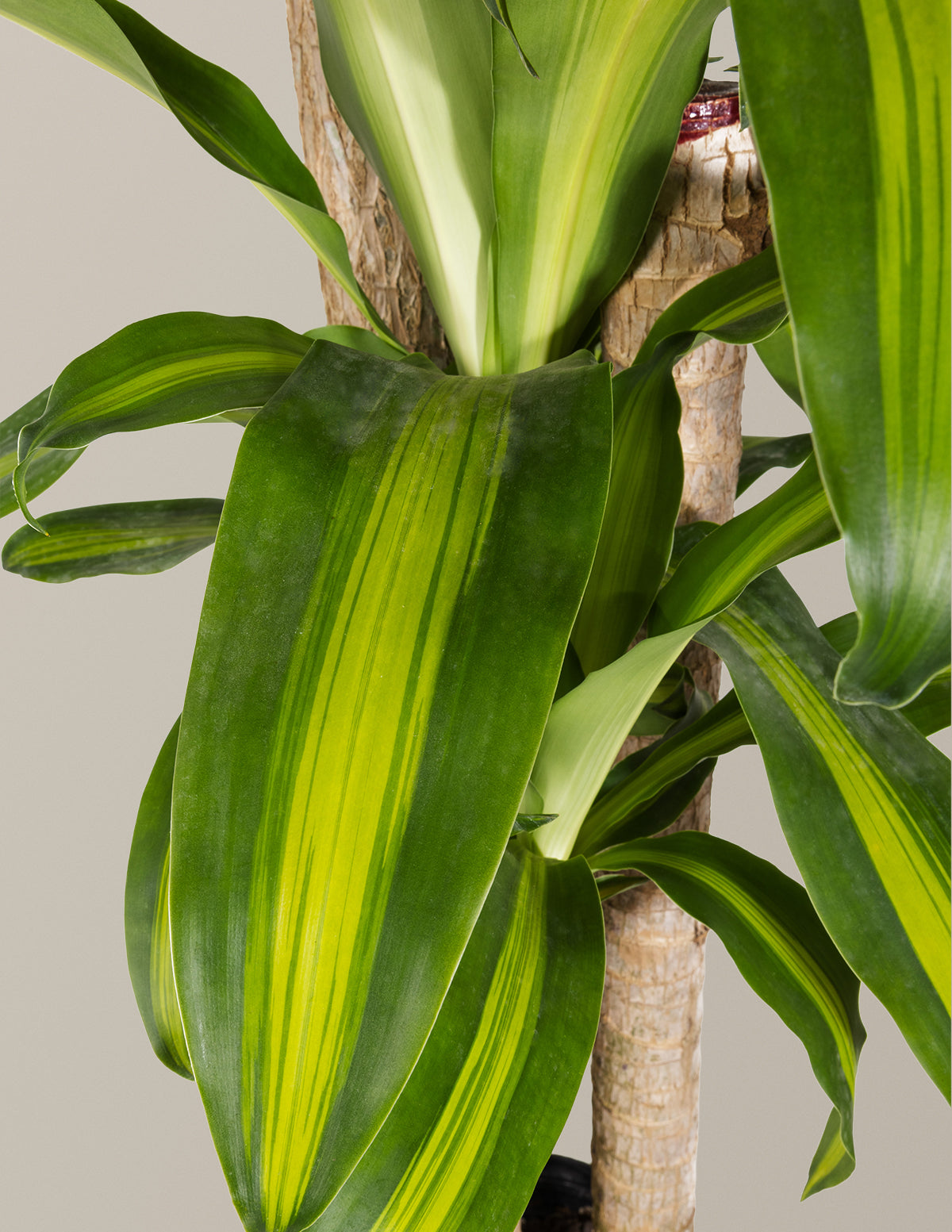 Dracaena Mass Cane