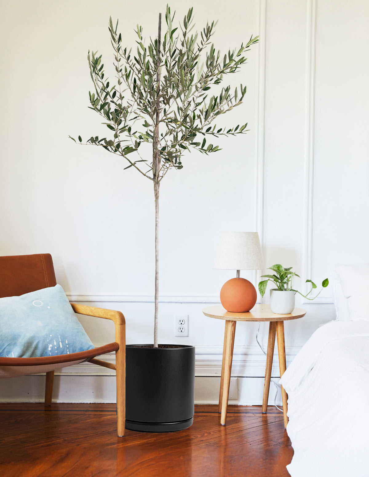 files/the-sill_Extra-Large-Olive-Tree_Extra-Large_Solid-Goods_Black_Gallery-4.jpg