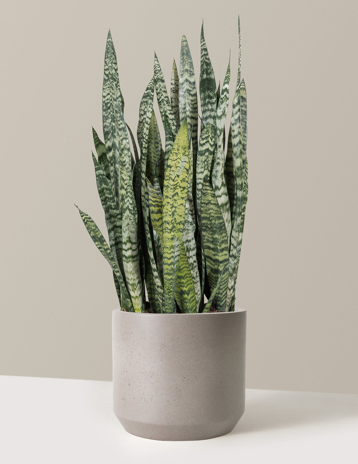Snake Plant Zeylanica