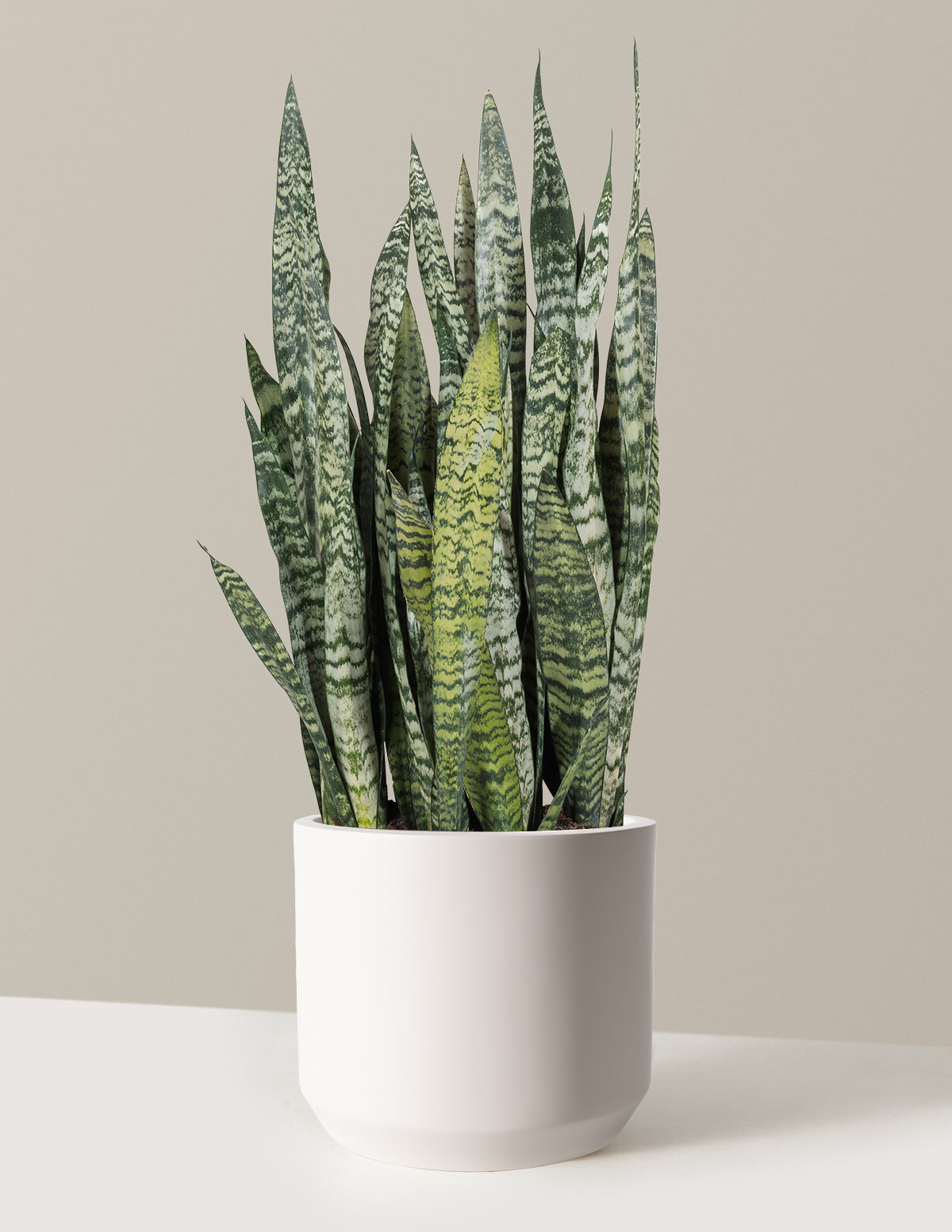 Snake Plant Zeylanica