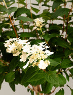 Quick Fire® Hydrangea Tree