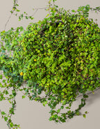 String of Frogs