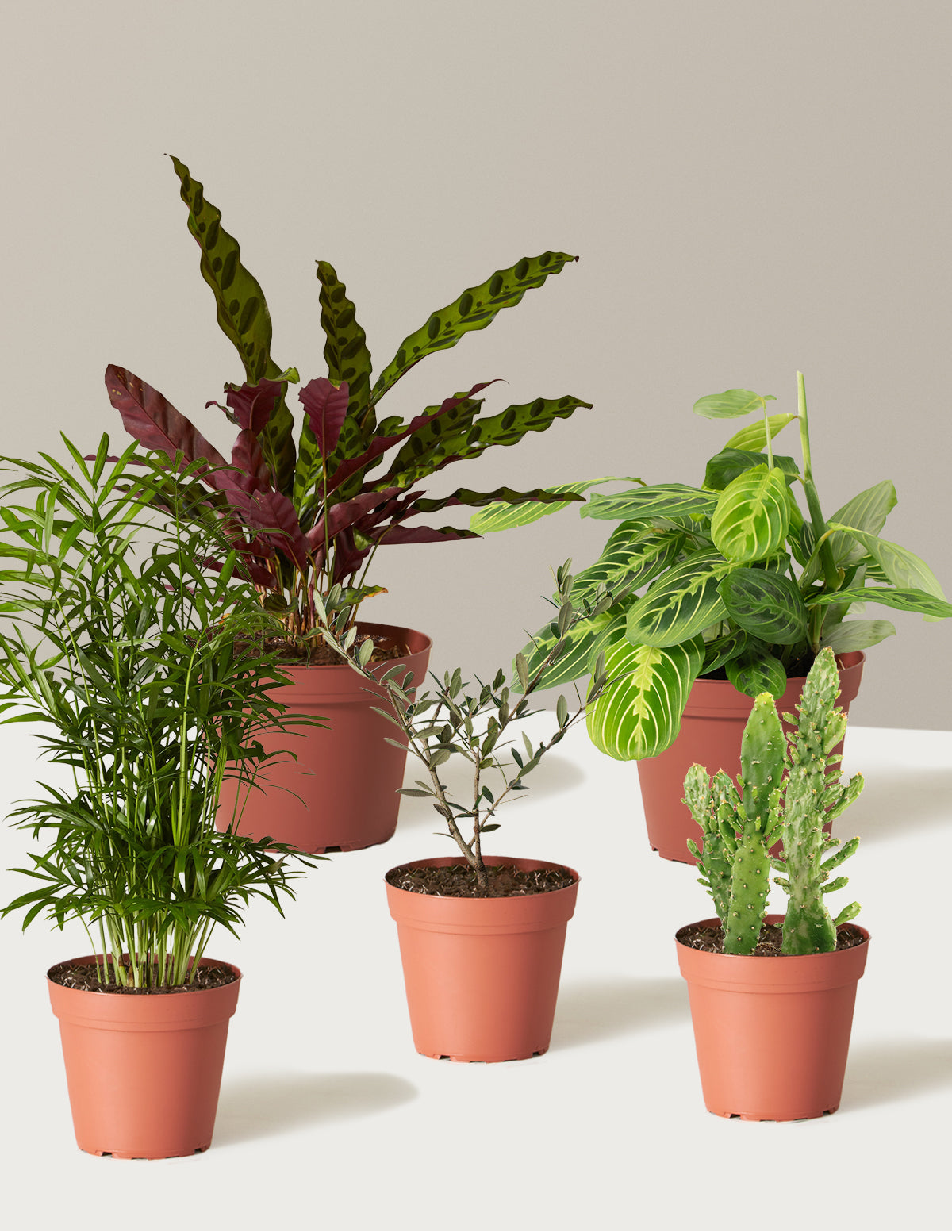 files/the-sill_Five-Bundle_Growpot_Variant.jpg