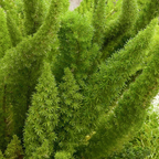 Foxtail Fern