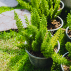 Foxtail Fern