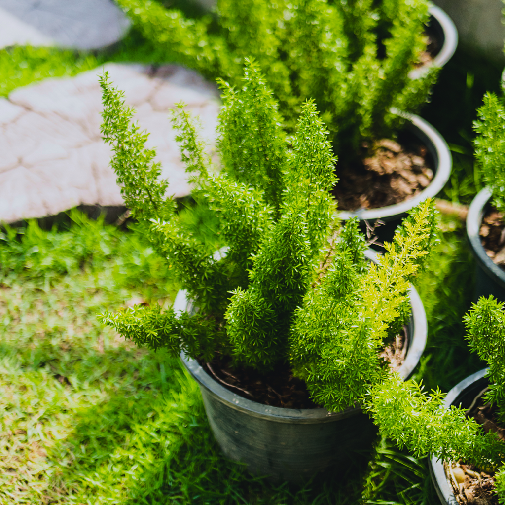 How to care for a Foxtail Fern