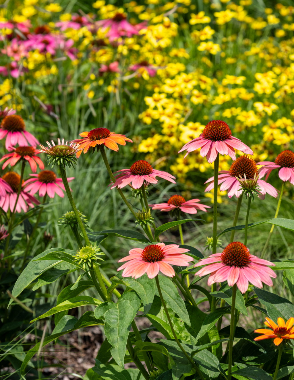 Fresco® Apricot Coneflower