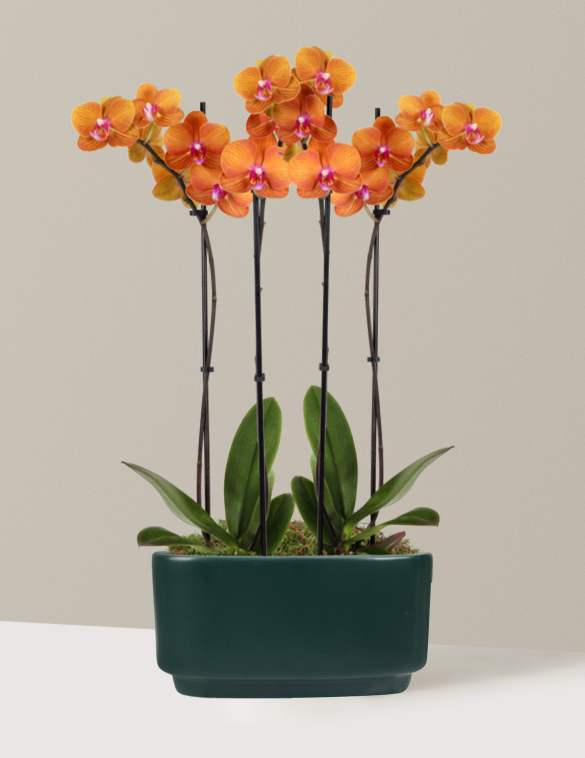Large Double Orchid