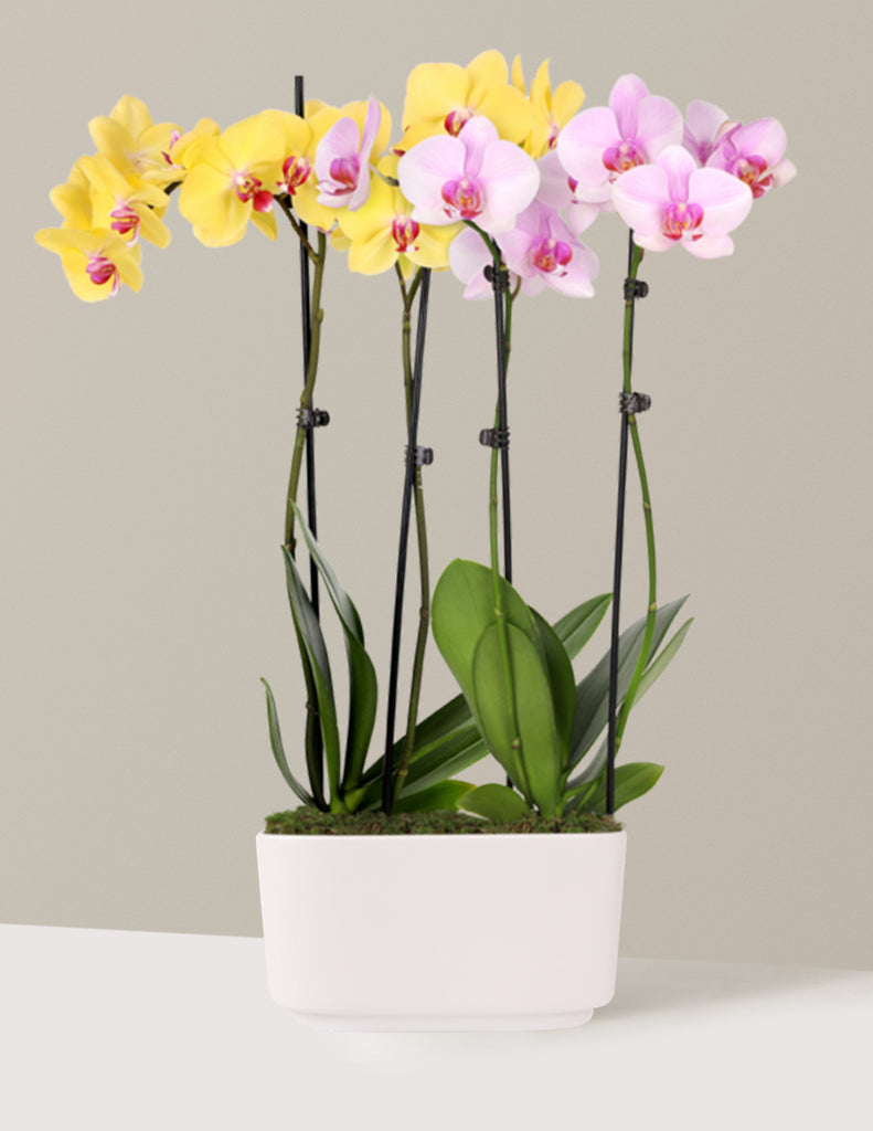 How to care for a Small Double Bi-Color Orchid
