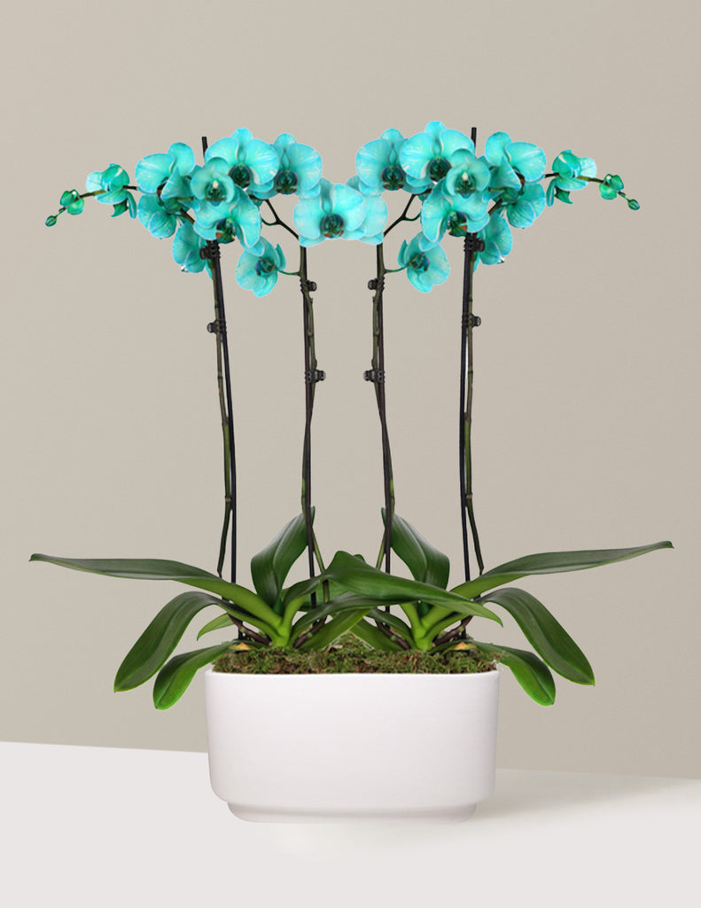 How to care for a Turquoise Watercolor Double Orchid