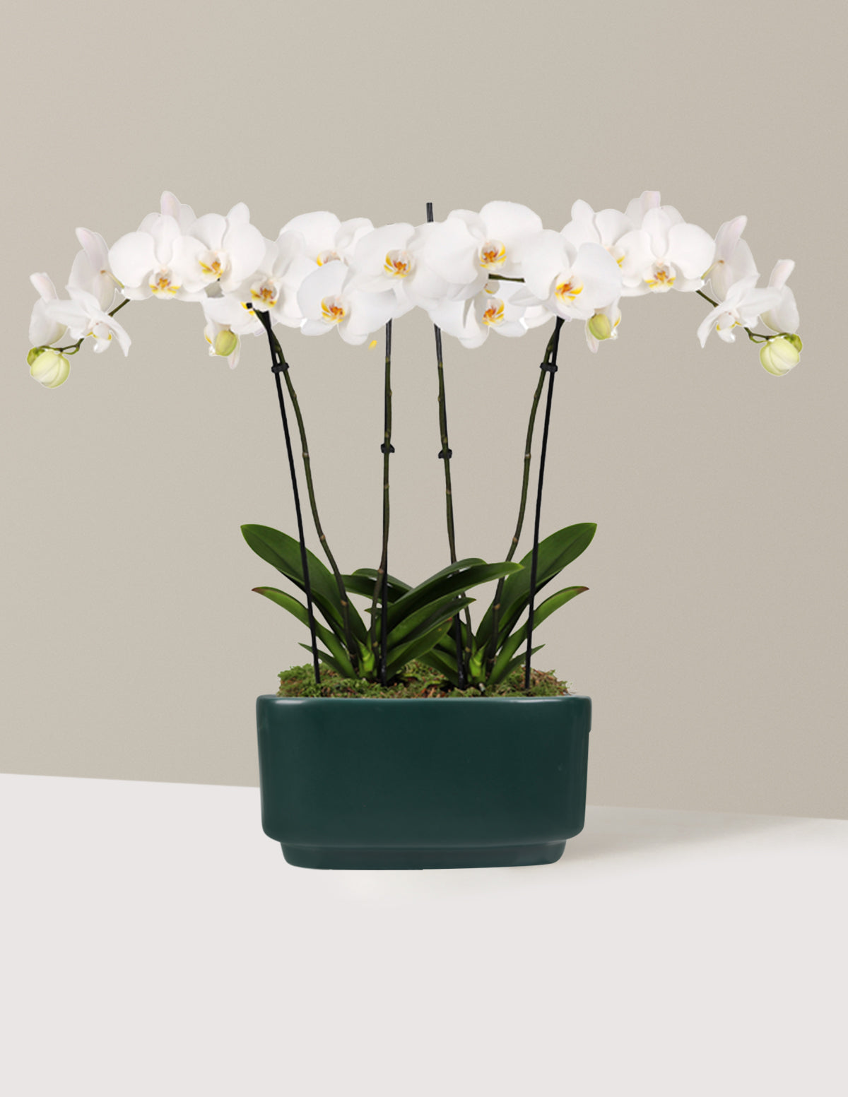 Large Double Orchid