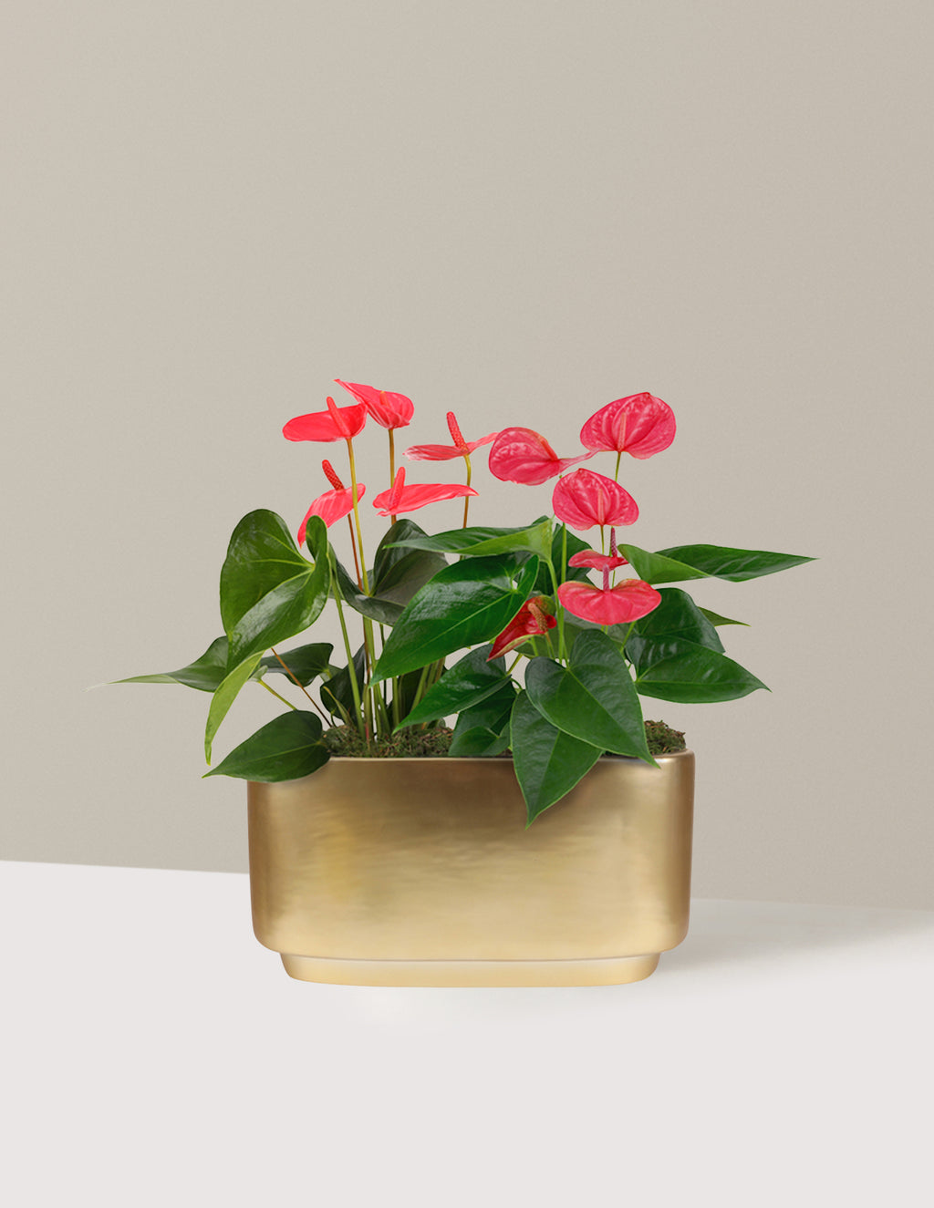 Large Double Anthurium