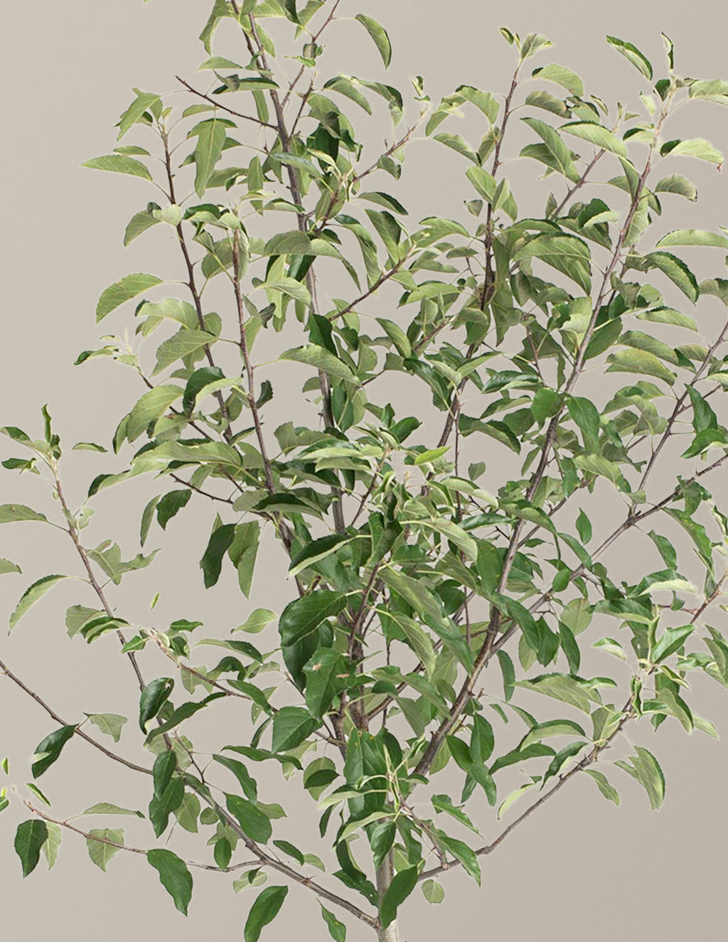 Gala Apple Tree