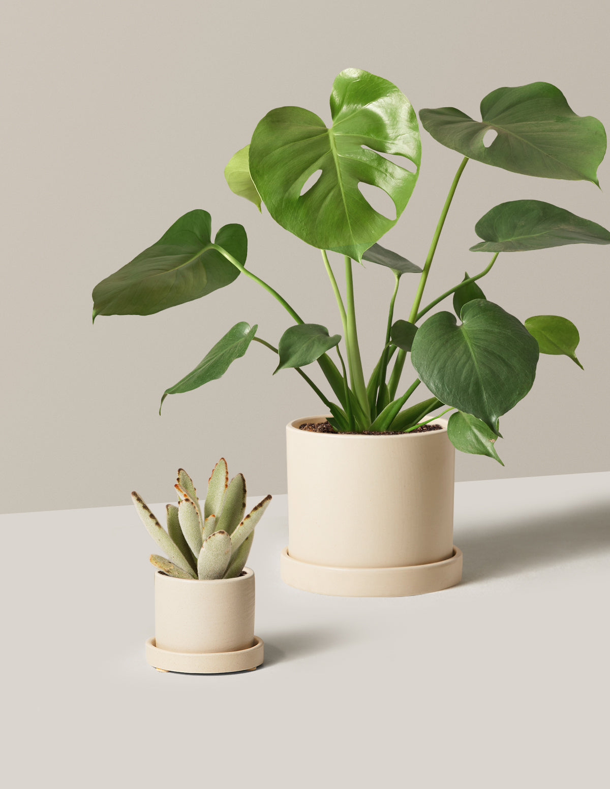 bundle | Hyde | Cream