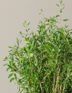 Goji Berry